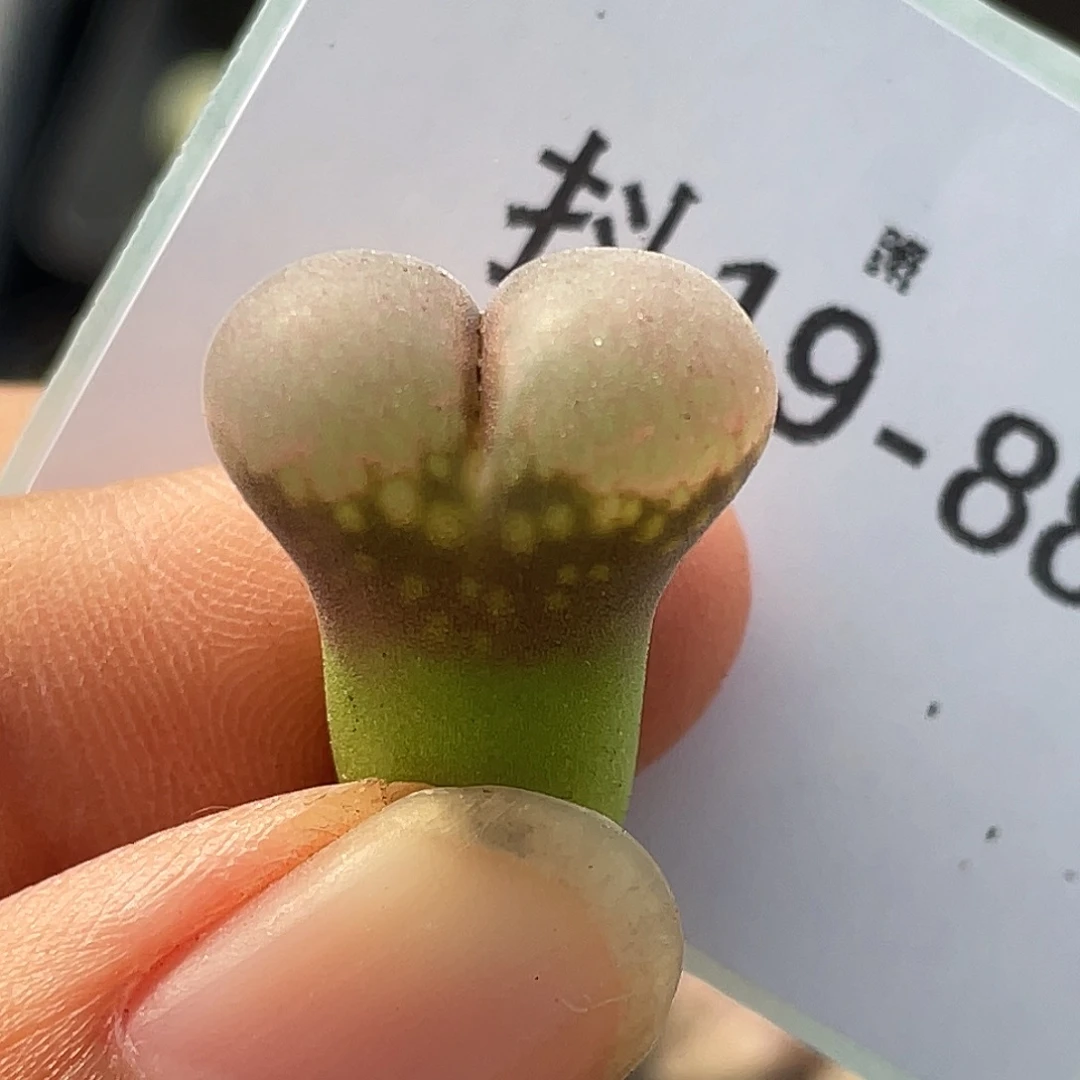 19-88风铃多肉植物