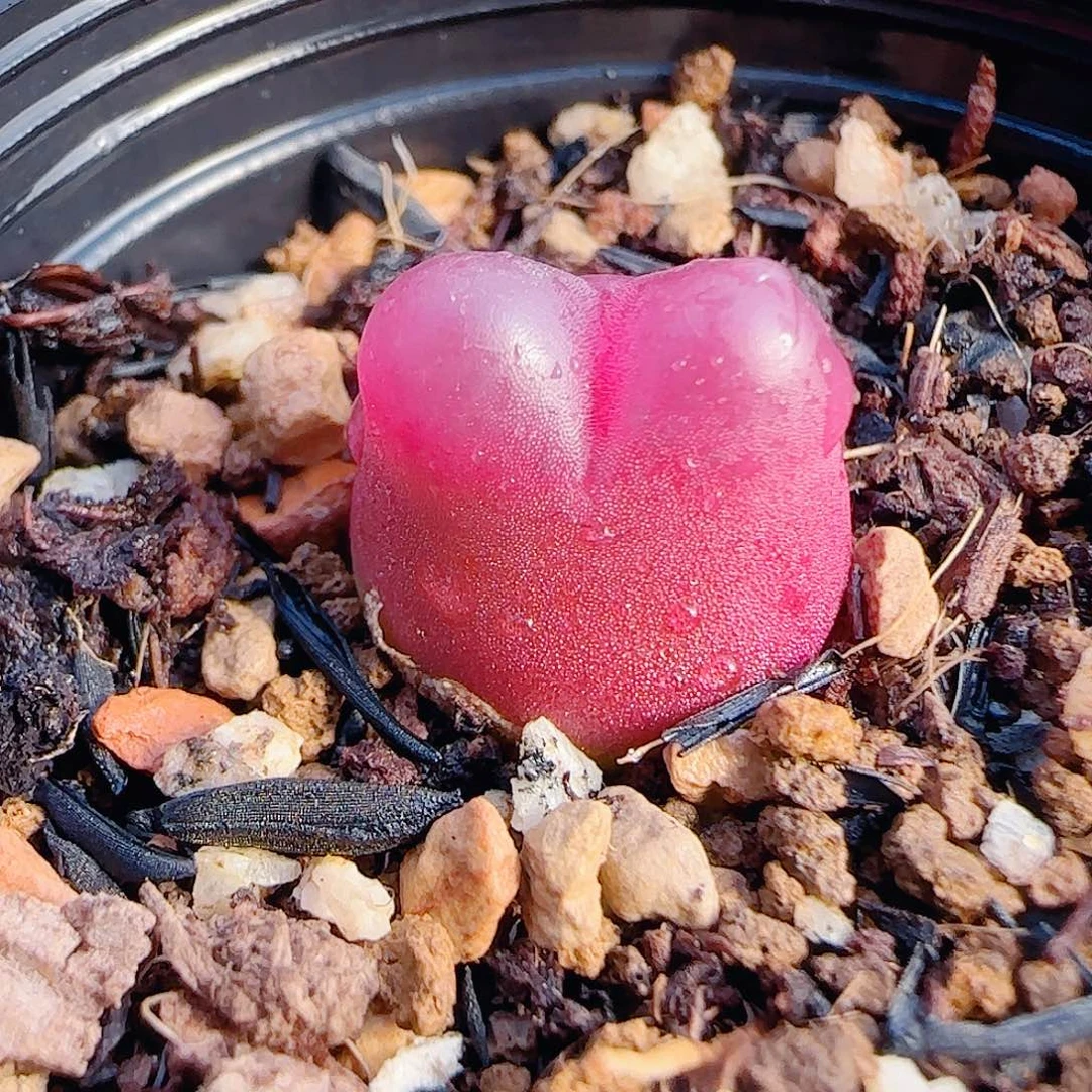 L 粉红蟠桃 盆口2.5cm