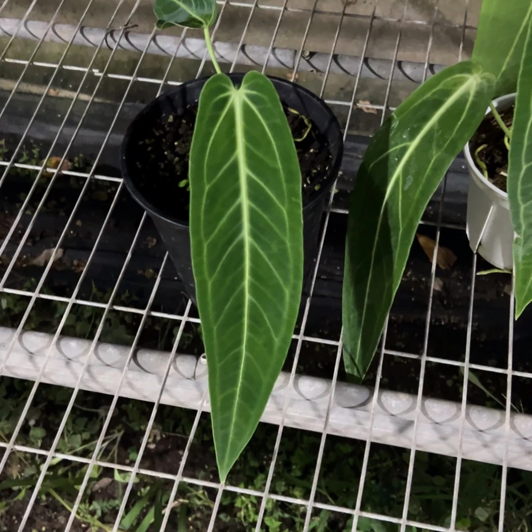 不开花植物火鹤后