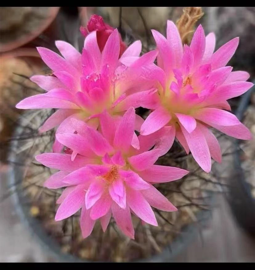 混乱玉仙人球植物漳州基地直发货 新手好养 室内外