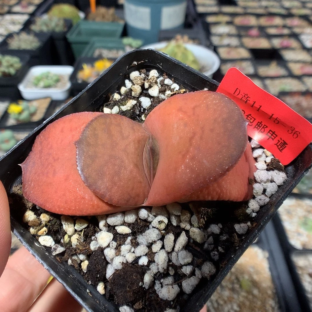 11-15-36      蜗牛1颗