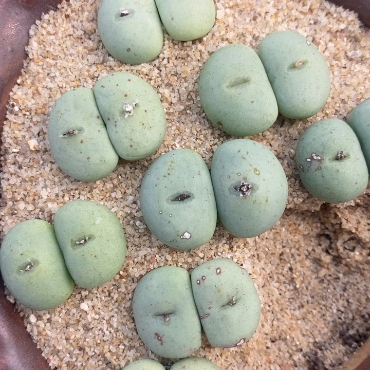 大型双头紫花饼一颗