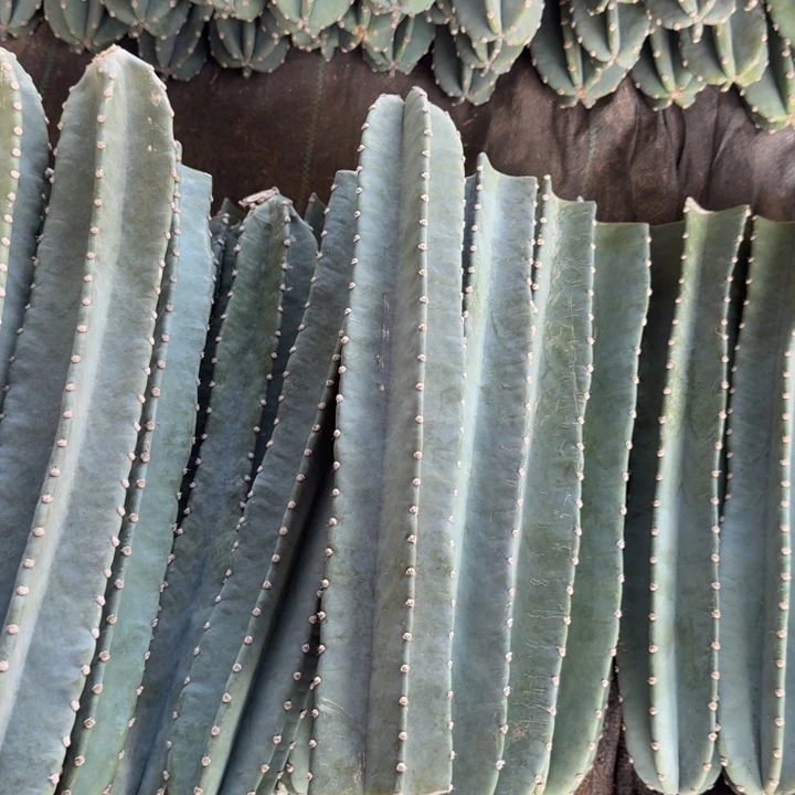 量天尺无根砍头40公分左右