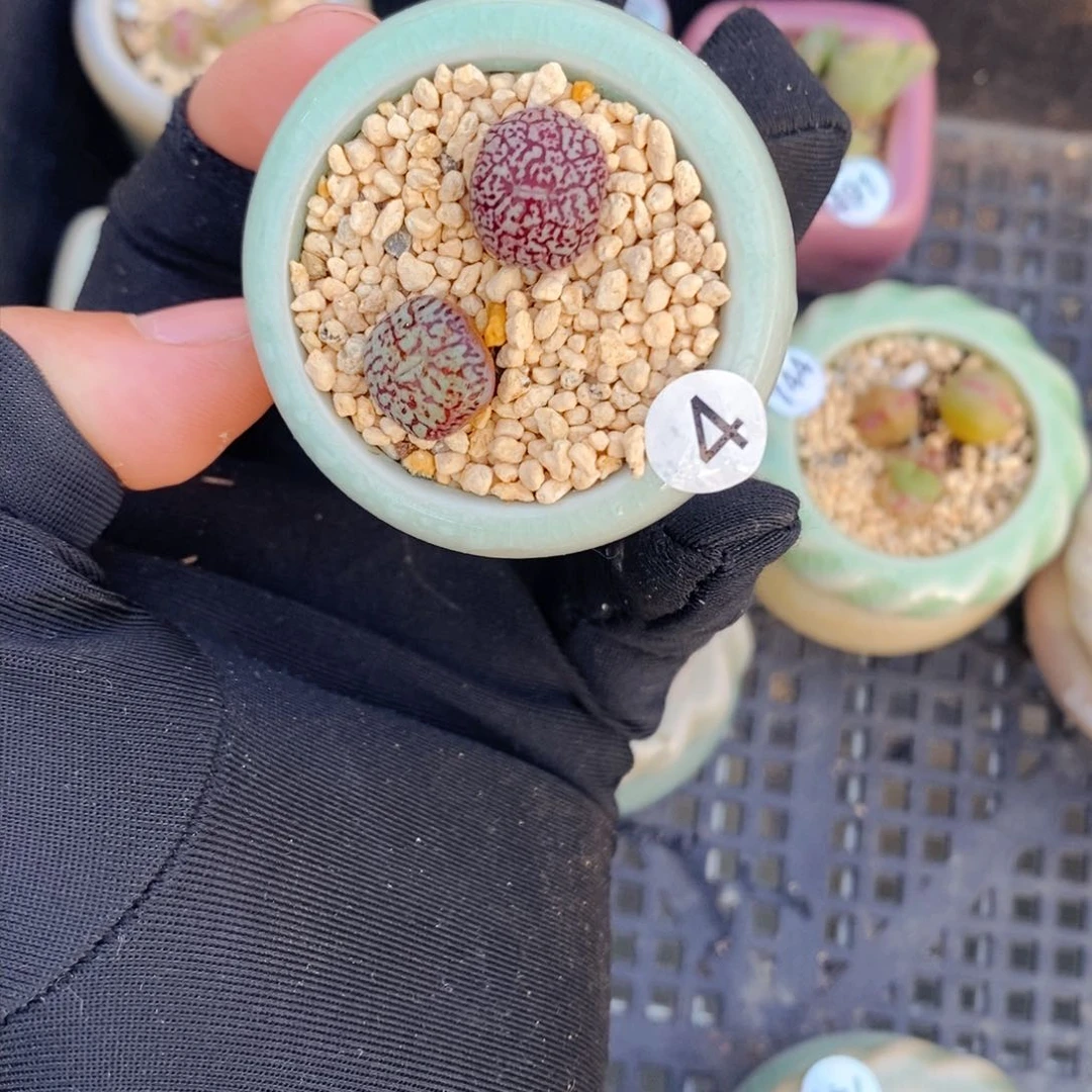 日*?6160--一物一拍 带盆