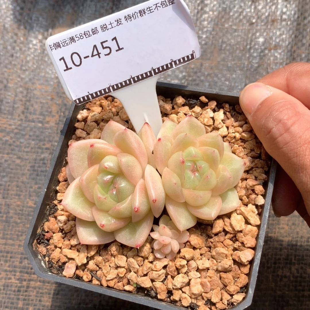 M100老桩珍妮优选58包邮