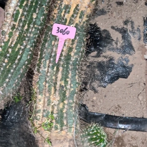 云儿有斑介意勿拍3060