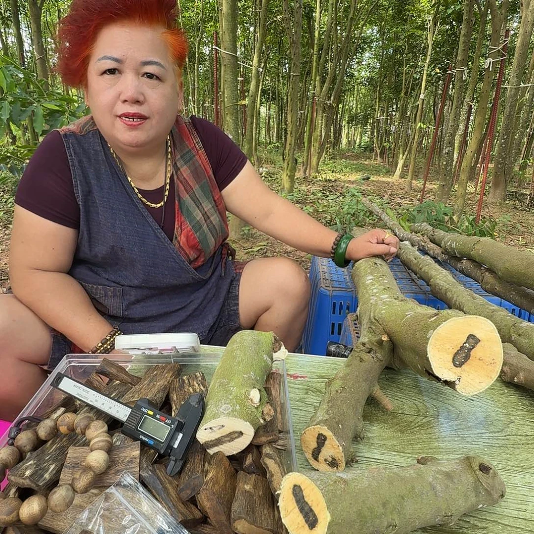 瞬***流线香奇楠沉香原木