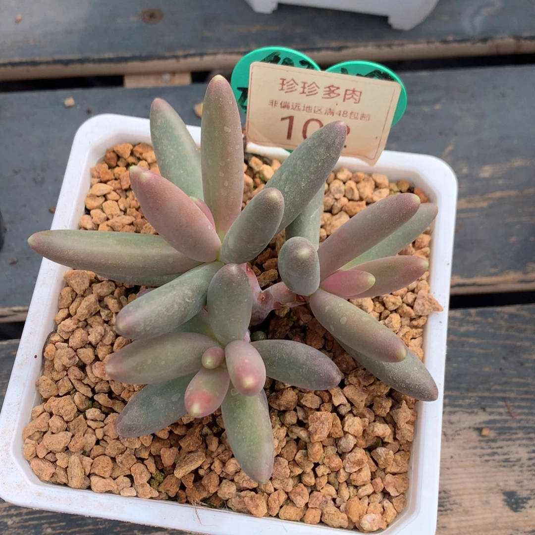 烟花无砍一物一拍102