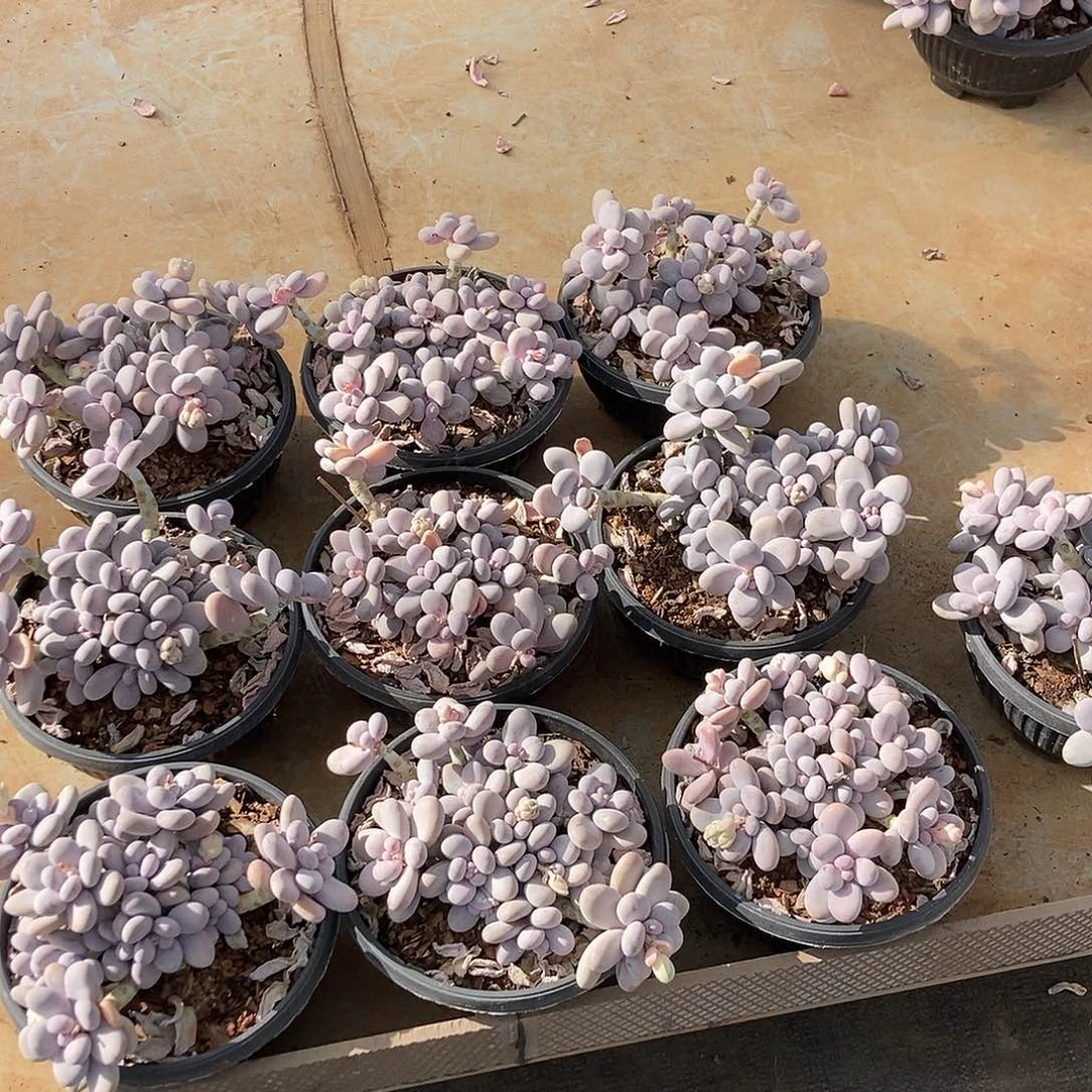 29-4奶酪随机图片