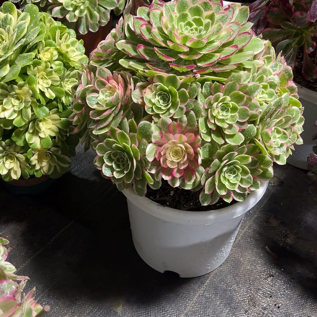 孔雀翎法师漂亮漂亮