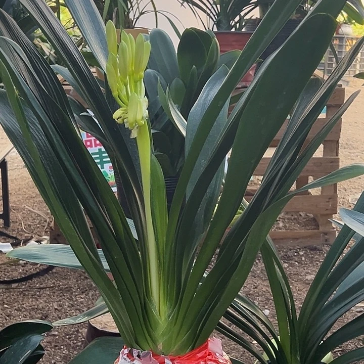 当前无花栽培后可以开花开花君子兰修叶