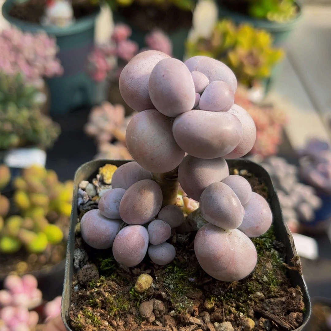 193芭比奶酪5cm多肉植物