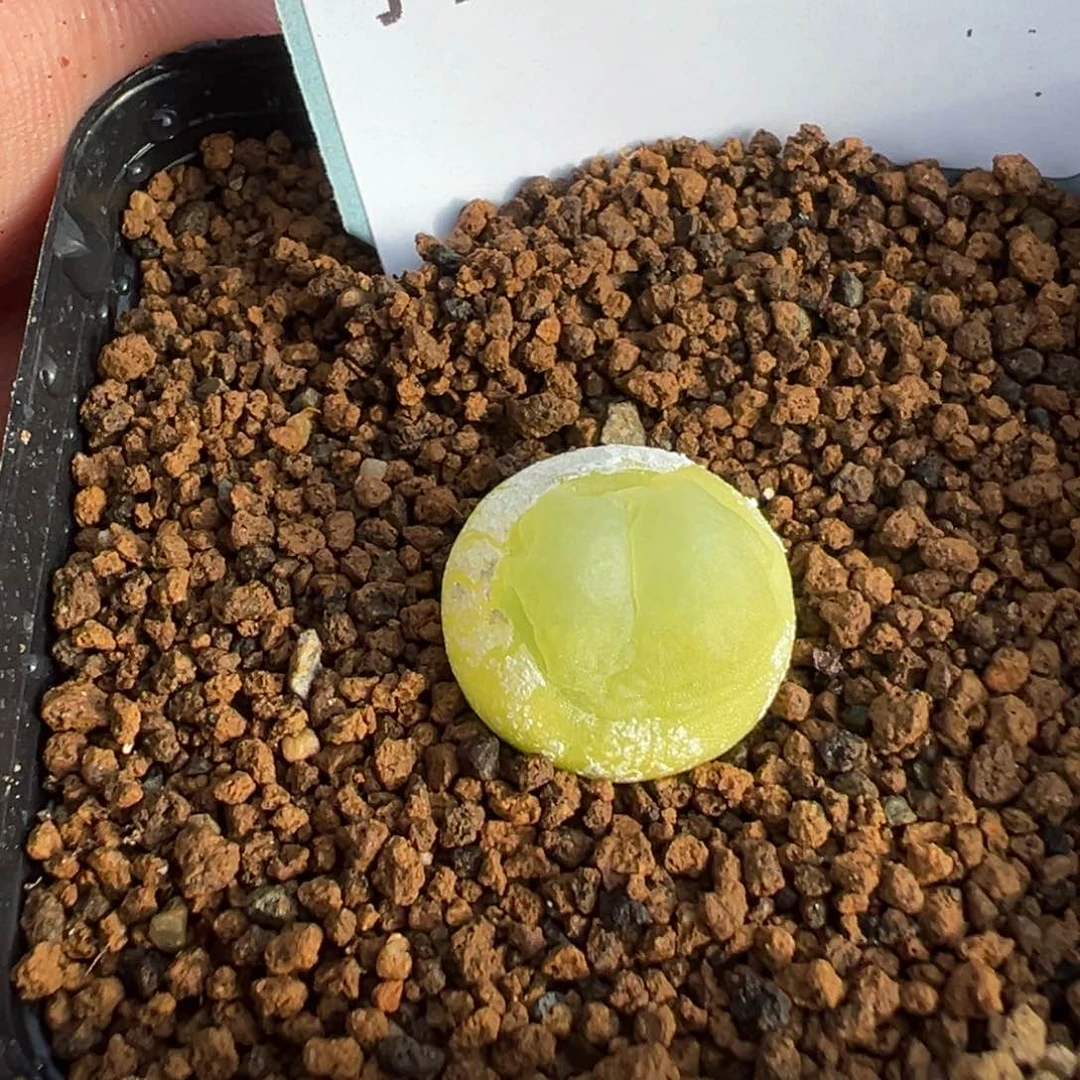 16-104拉登多肉植物