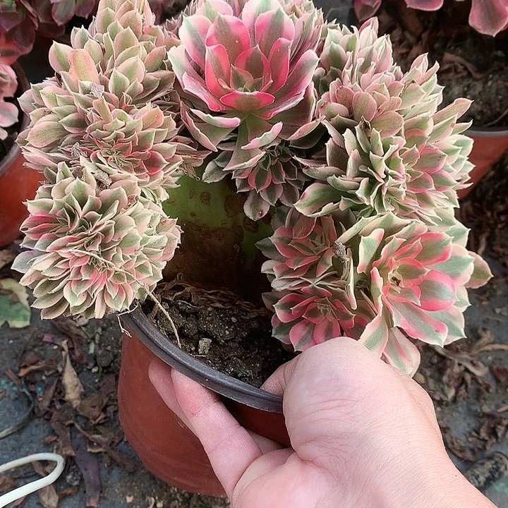 778粉女巫缀化多肉植物