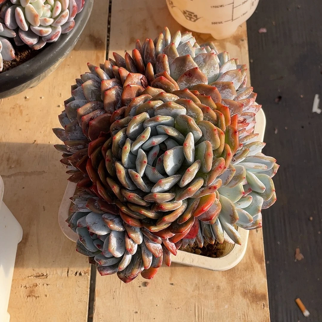 多肉植物多肉植物