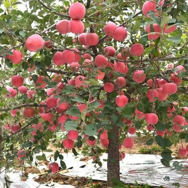 嫁接苹果苗红富士冰糖心苹果苗盆栽地栽抗严寒南北方种植当年结果