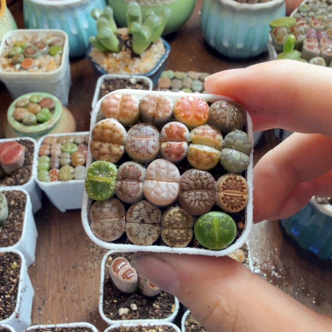 不***爱多肉葡萄干和水果都有417