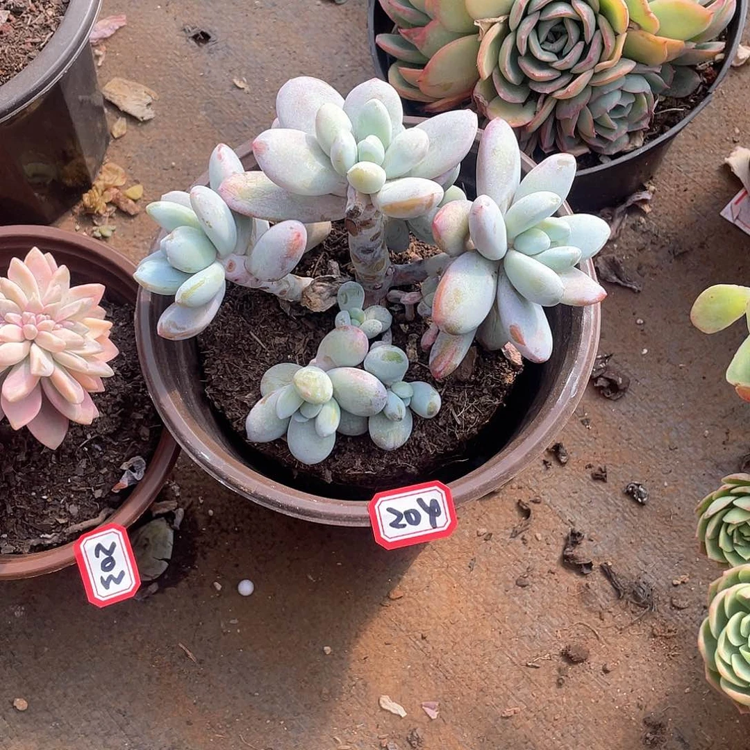 204雪美人 一物一拍多肉