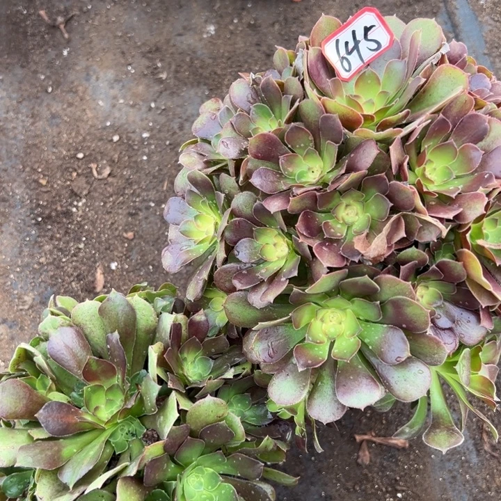 多肉植物645不售后