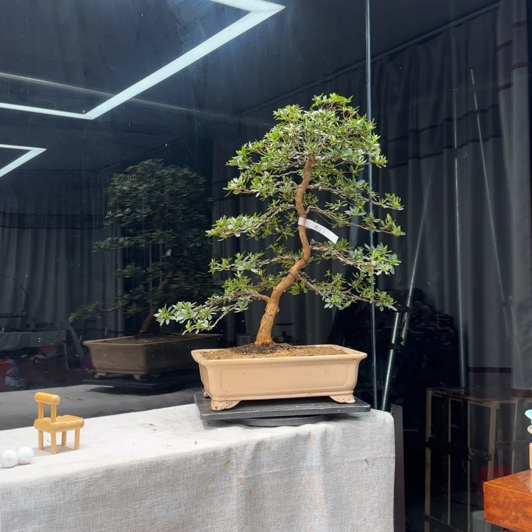 2****8花卉苗木花卉苗木