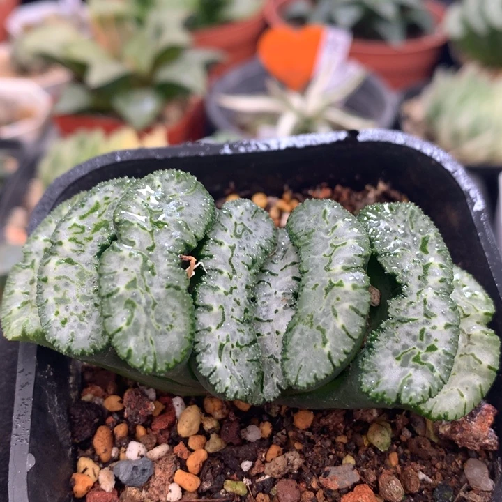 荒肌玉扇，带盆发货
