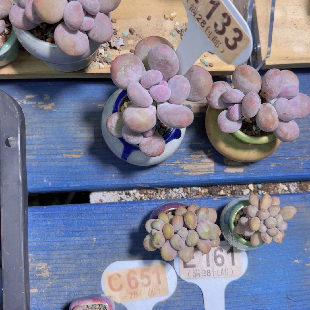 我***霸E133彩虹奶一物一拍