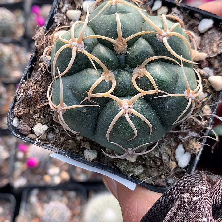 82 实生高木海王5.3厘米