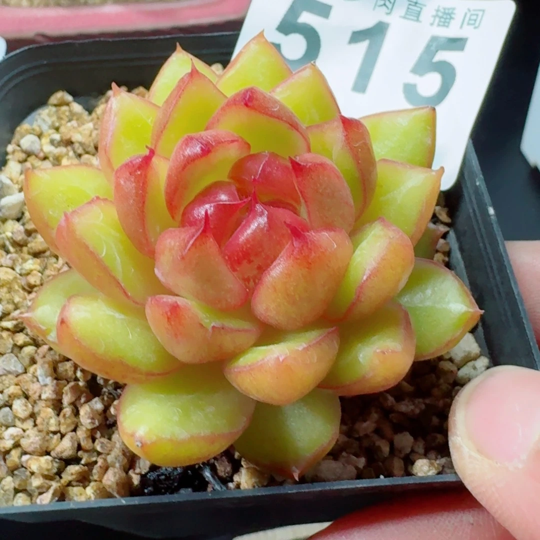 糖果珍妮      愿你一路坦途，乘风破浪展宏图