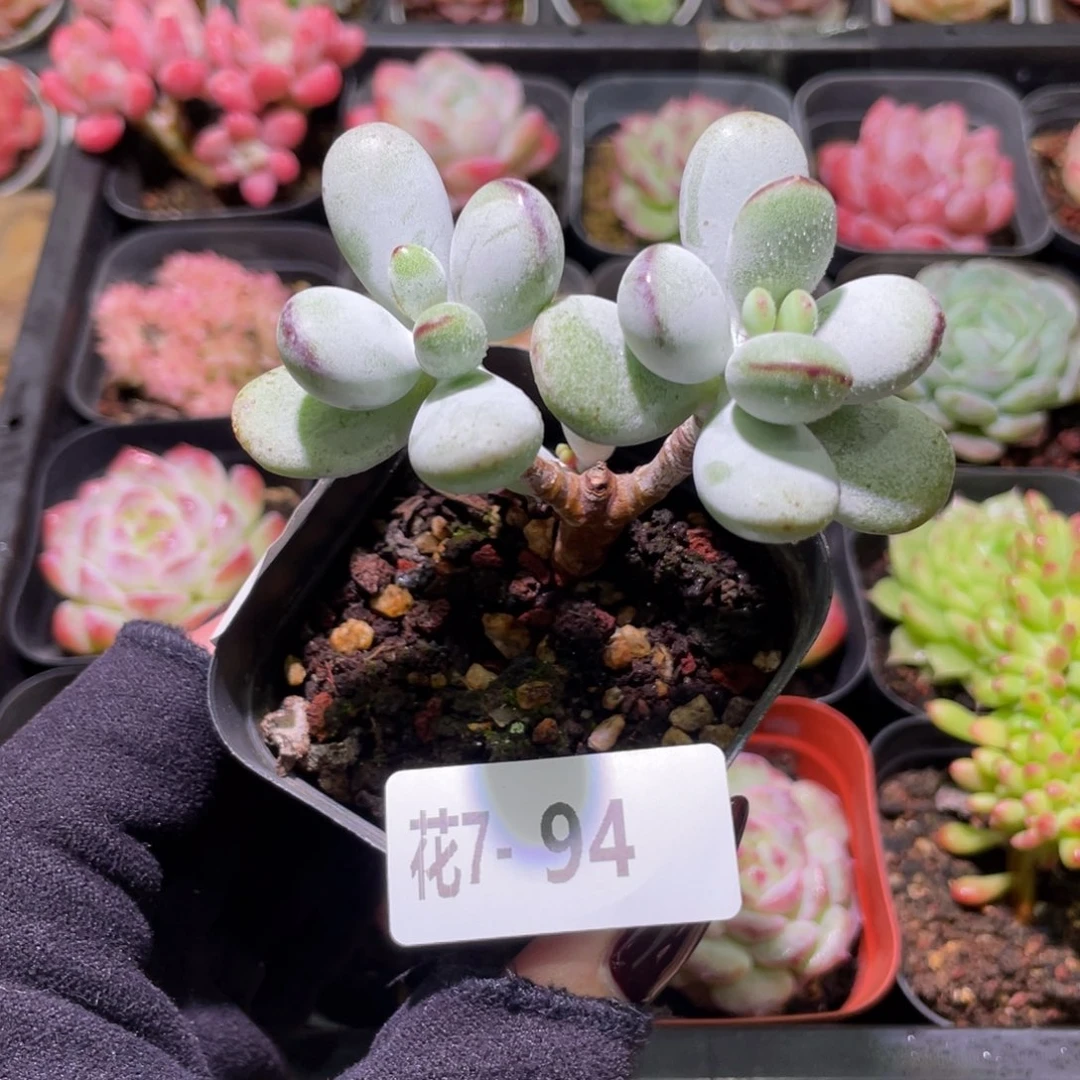 花利美7-94乒乓福娘