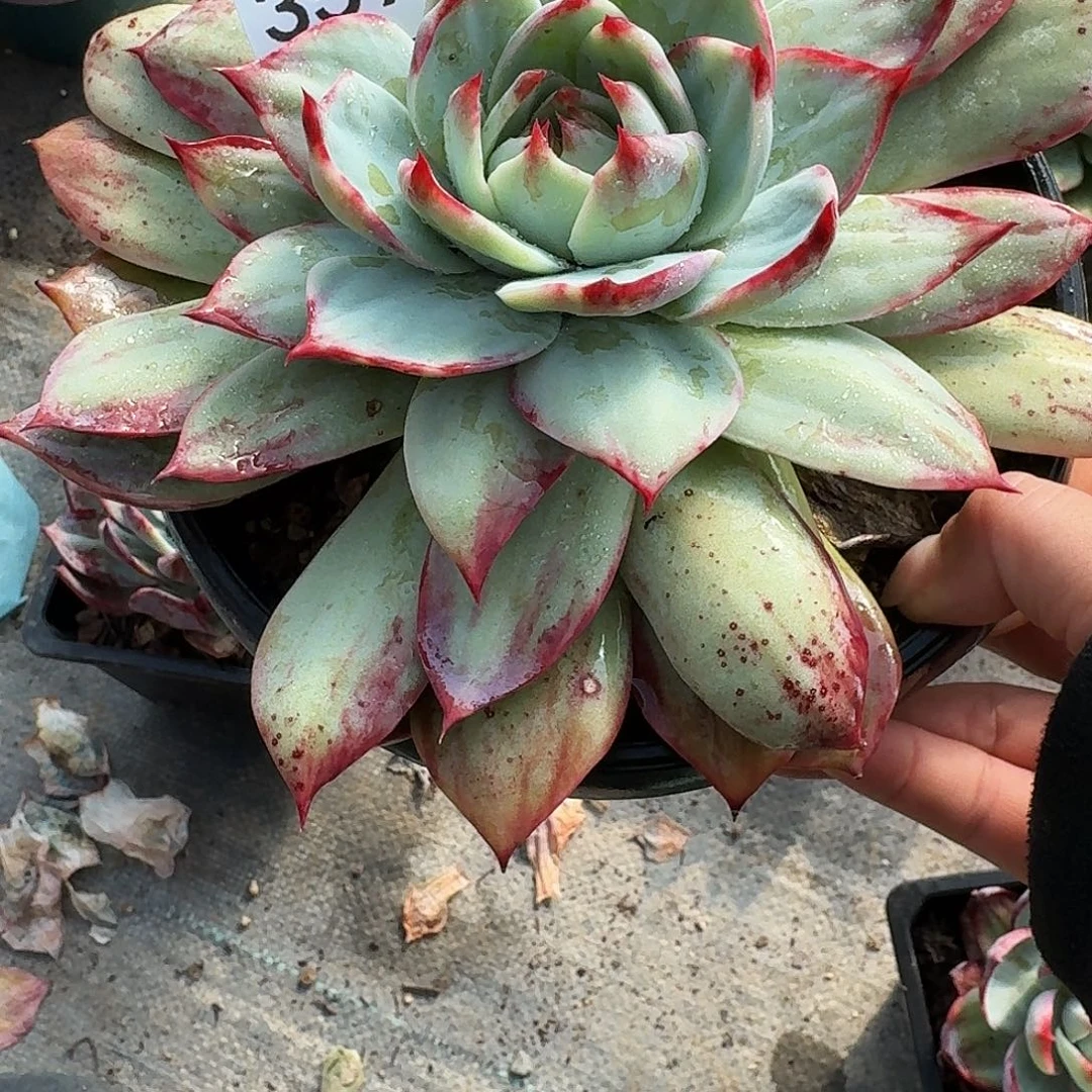 惊鸿仙子 3595..........