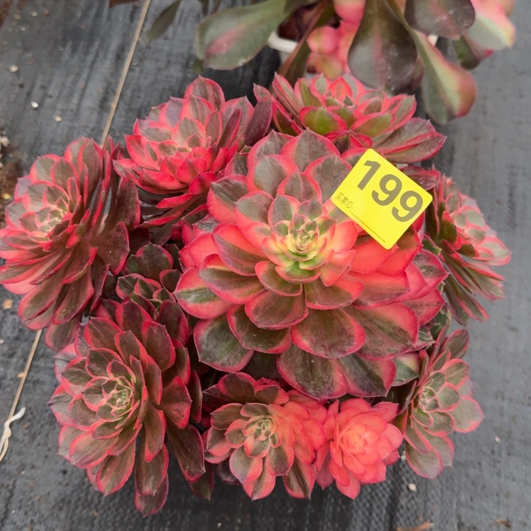 199多肉黑魔锦发货