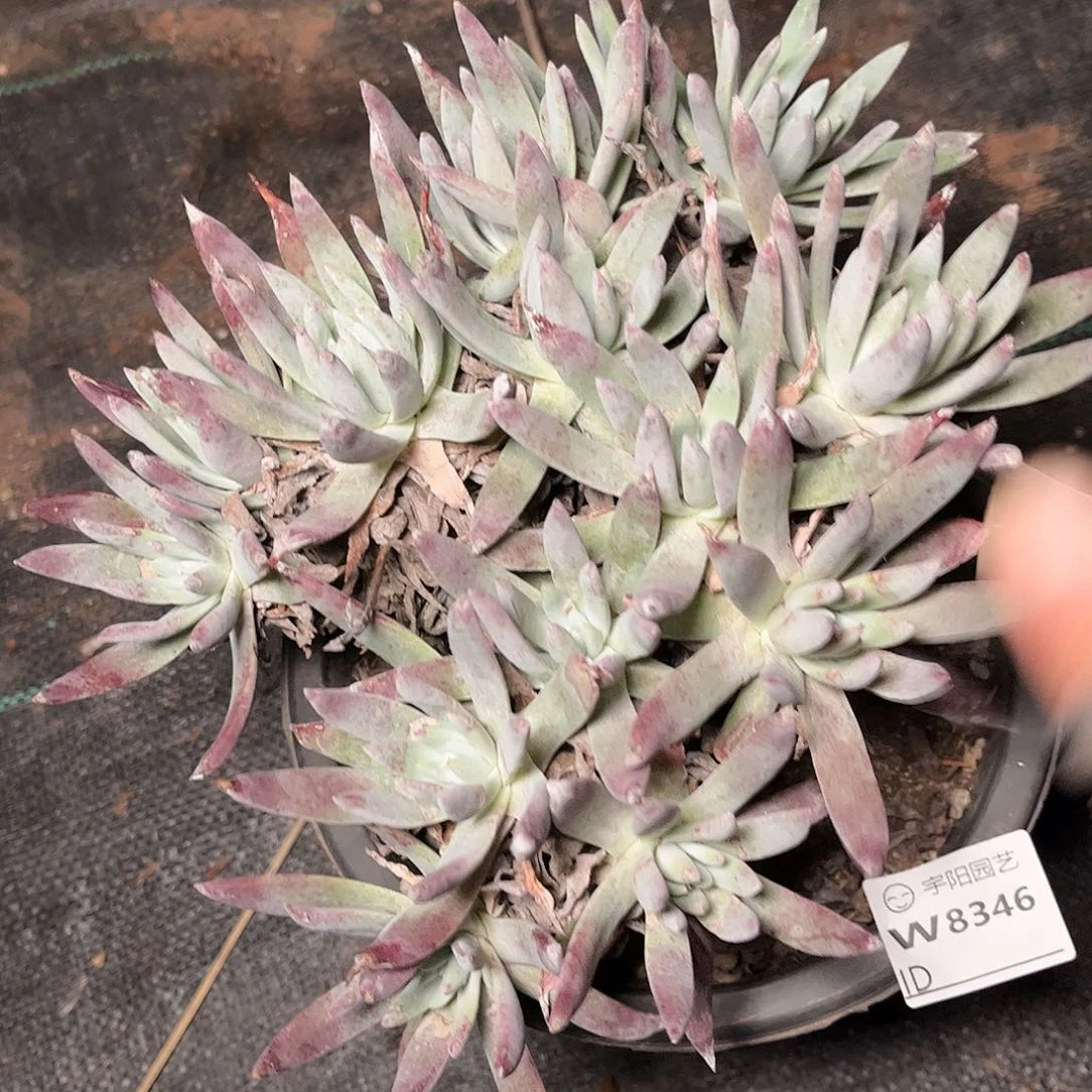 哈哈哈啊瑞斯顿肉8346