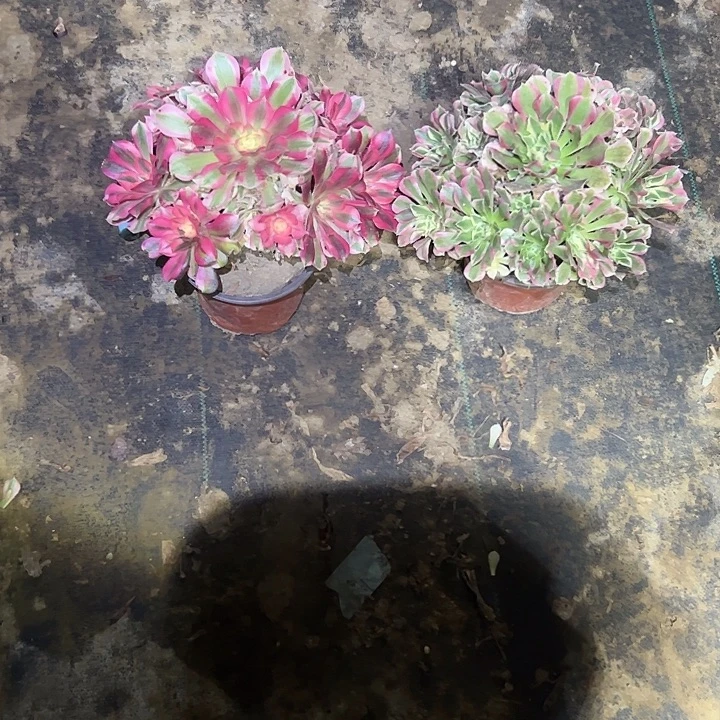 不包侧枝一物一拍16