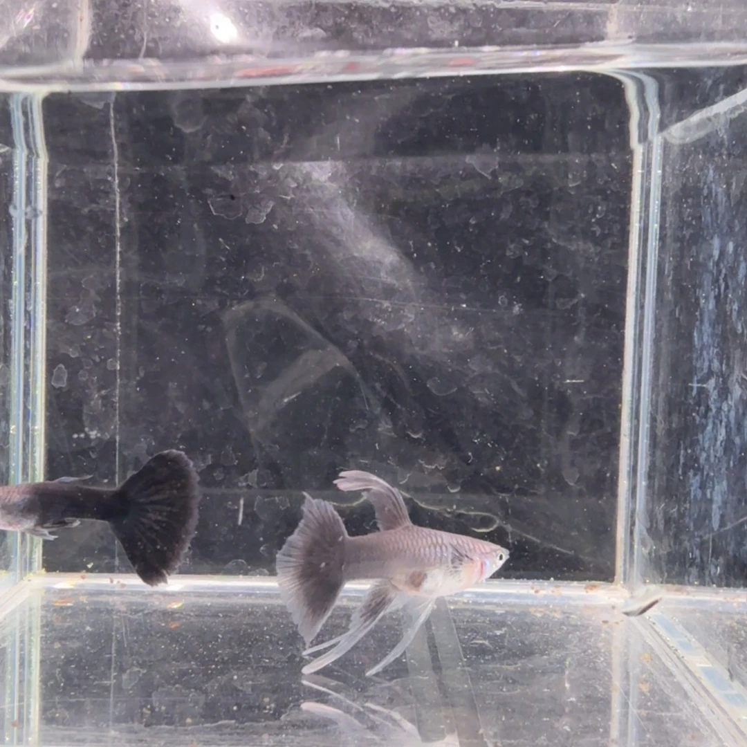 孔雀鱼蓝礼服缎带1对