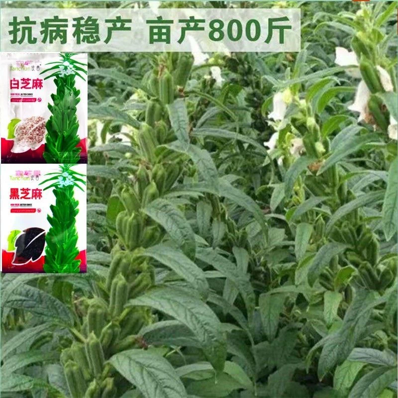 【全店5包包邮】矮脚油芝麻种子中早熟非转基因芝麻种高产白芝麻黑