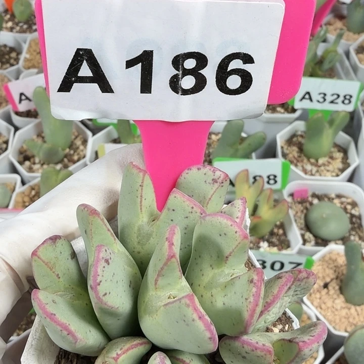 186mmmmmmnnnbbbbbbb