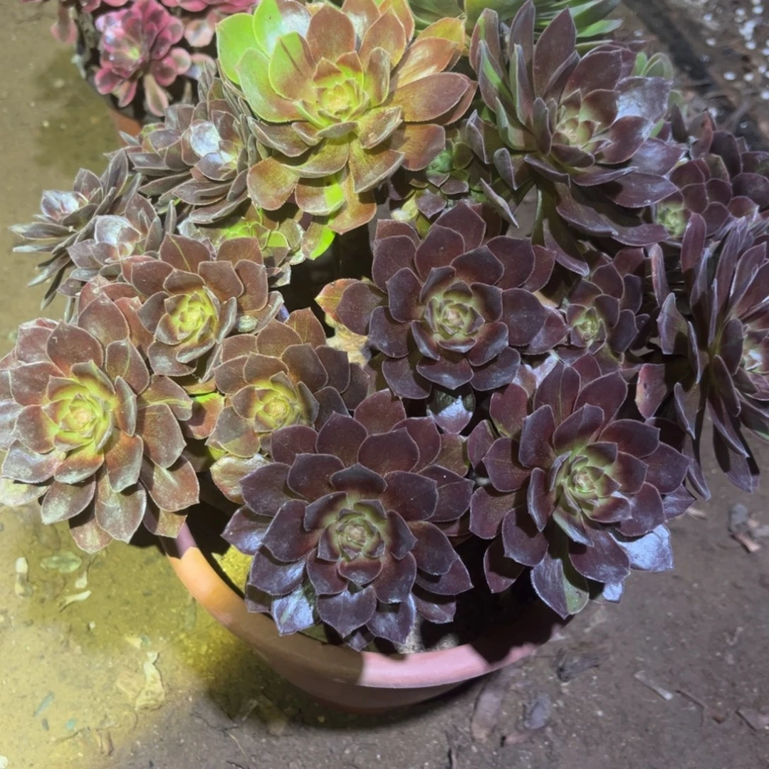 男爵多肉法师876号