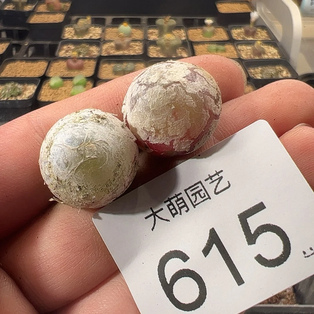 一物一拍。      615