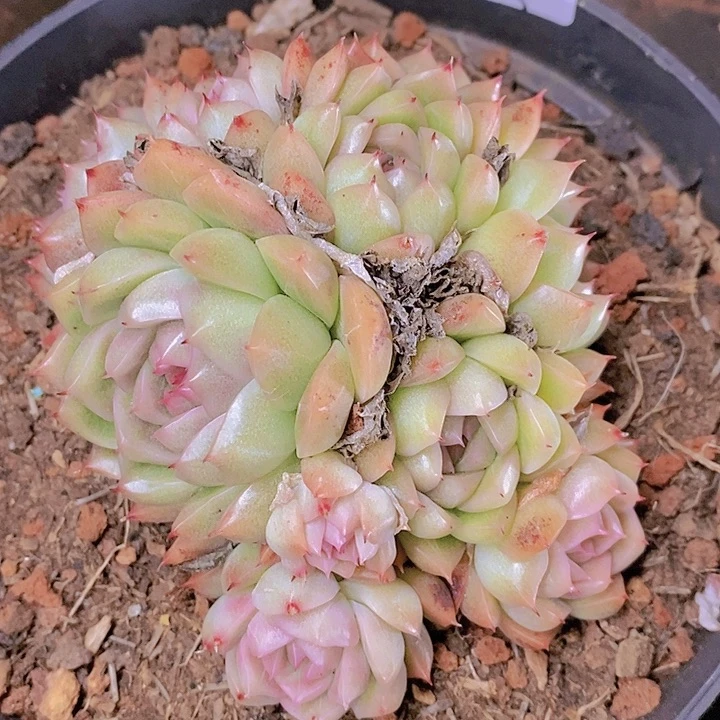 【闪购商品】云473