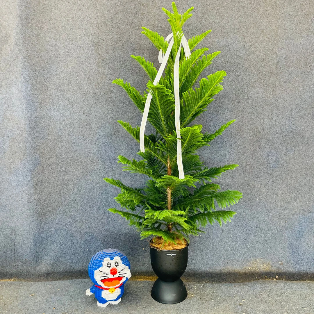 【氛围南洋杉】圣诞树高端绿植盆景南洋杉网红室内客厅落地盆栽