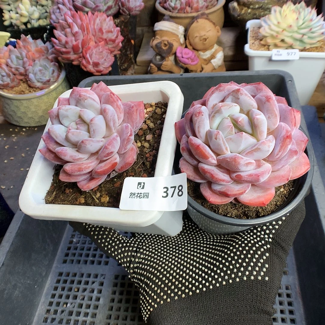 378星影雪天使2颗多肉植物66