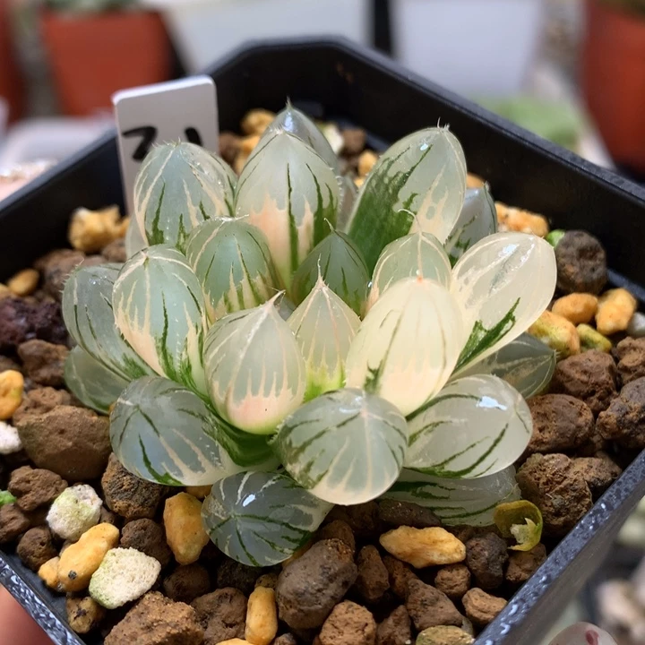 霓虹灯玉露锦带盆土发货