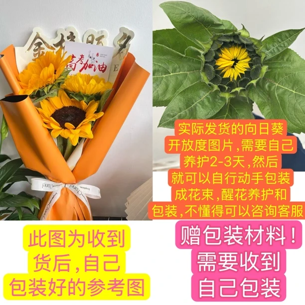 3支向日葵（花苞发货，需要养2-3天，赠包装纸，包装纸随机