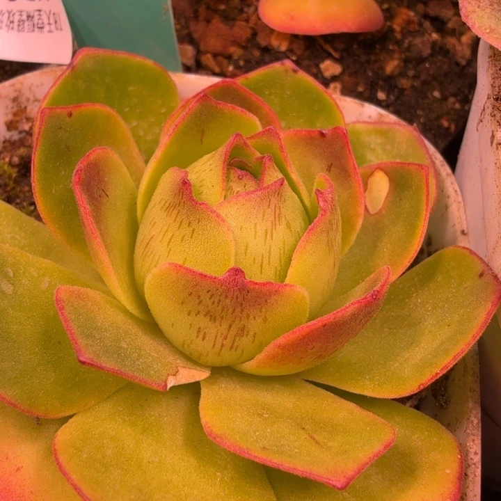 MM327潘金莲莲忆