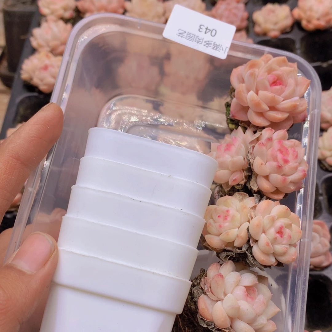 ****L我要去看你了啊我043