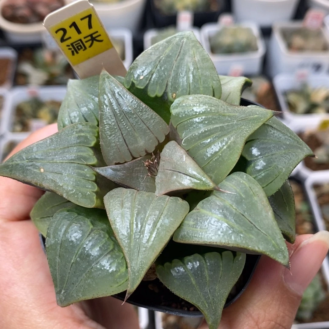 217媚凤寿一物一拍，，，