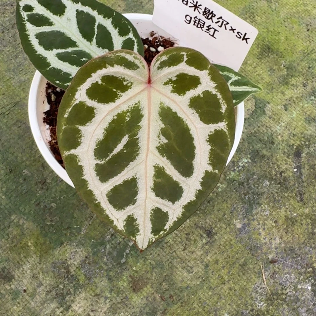 不开花植物Zara米歇尔Skg银红