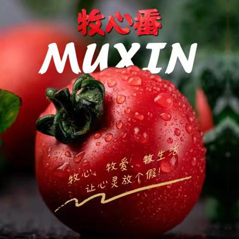 【牧心番茄】脆皮草莓口感西红柿酸甜可口现摘现发小时候的味道