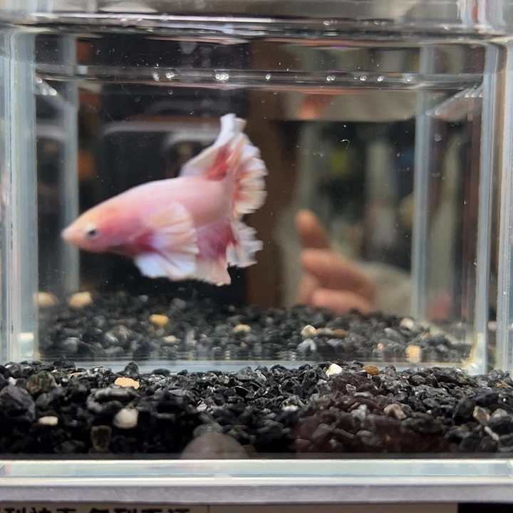 海水鱼竞拍跑单拉黑26日84