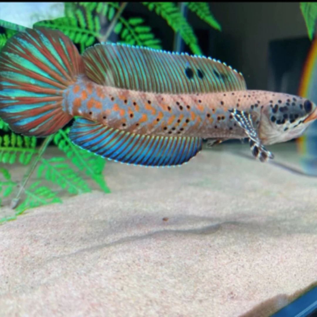 幻彩红宝石雷龙鱼黑魔神雷龙鱼仙塔兰姆红帝王雷龙鱼热带观赏鱼